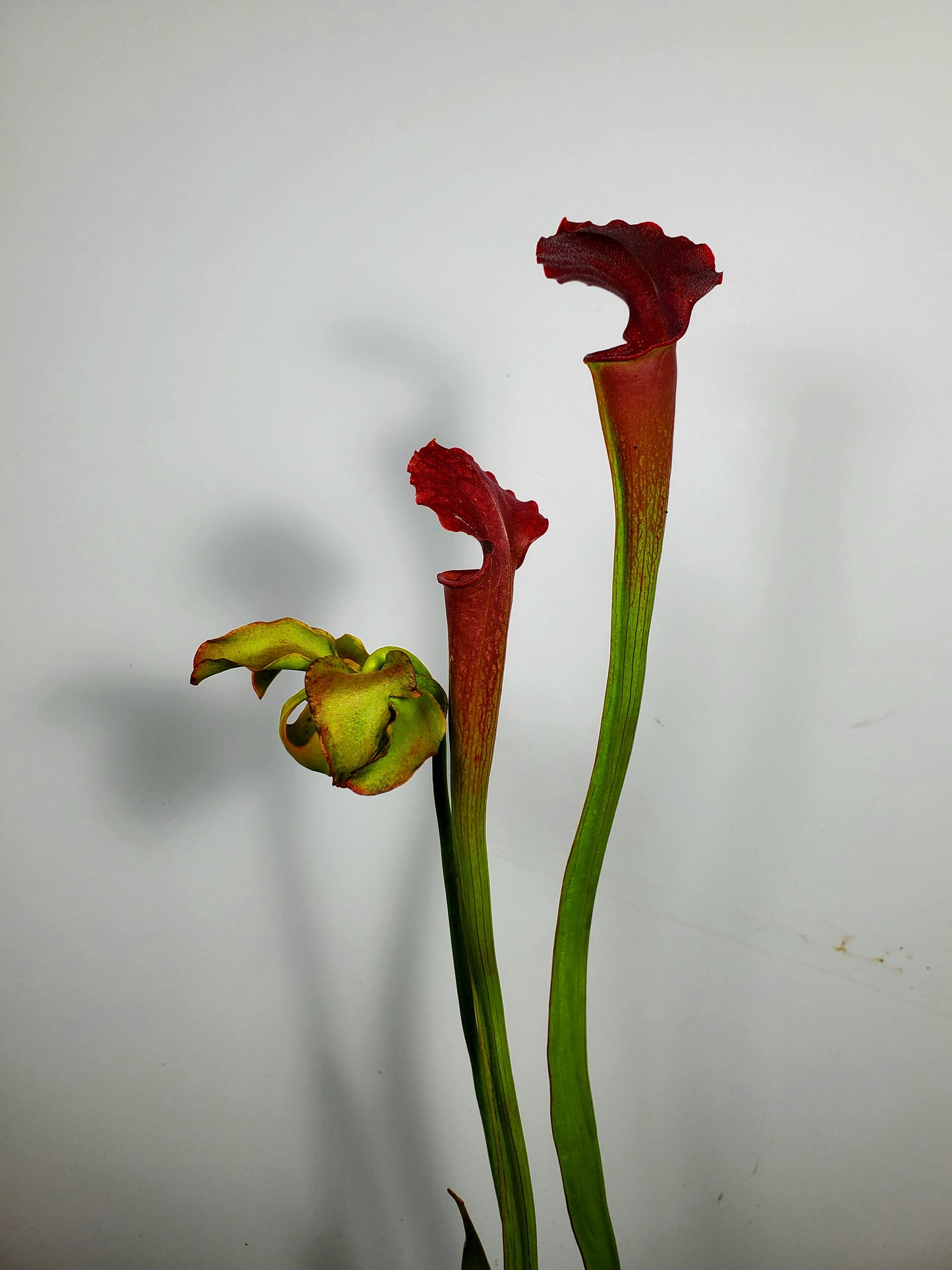 Pitcher Plant - Sarracenia Excellens x flava maxima x leucophylla Carnivorous Live Plant