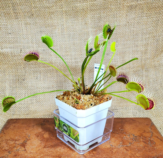WIP Slim Snapper - Venus Flytrap Carnivorous Plant