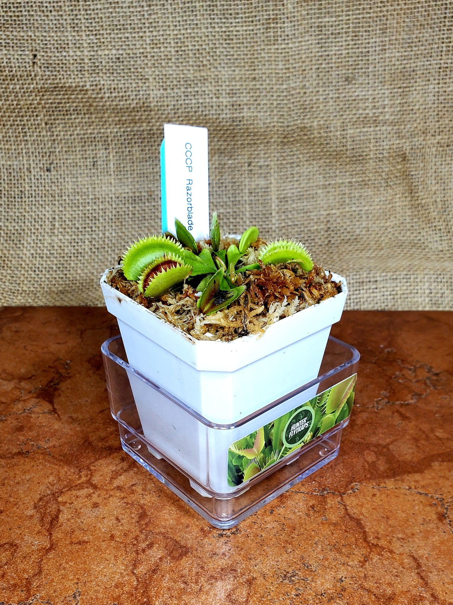 CCCP Razorblade - Venus Flytrap Carnivorous Plant