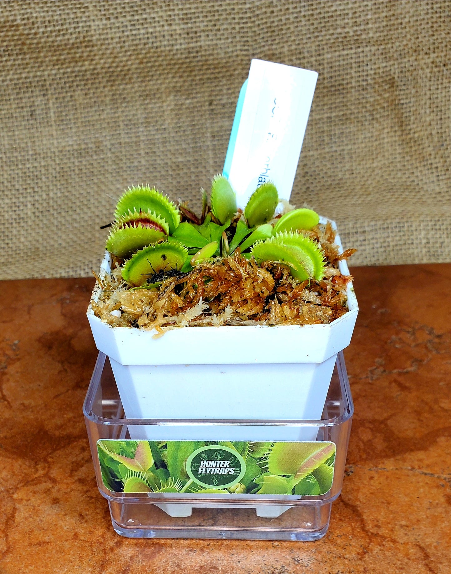 CCCP Razorblade - Venus Flytrap Carnivorous Plant