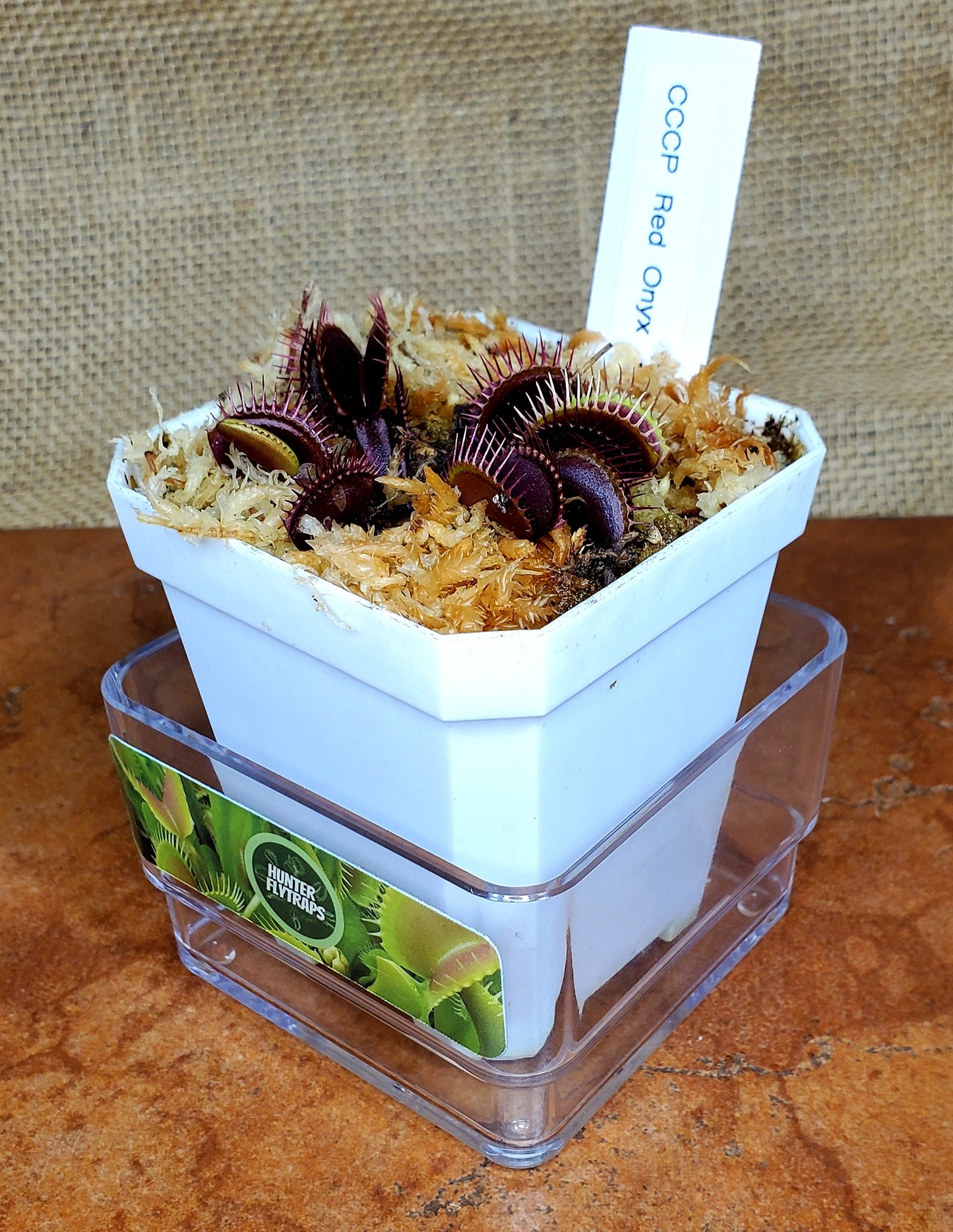 CCCP Red Onyx - Venus Flytrap Carnivorous Plant