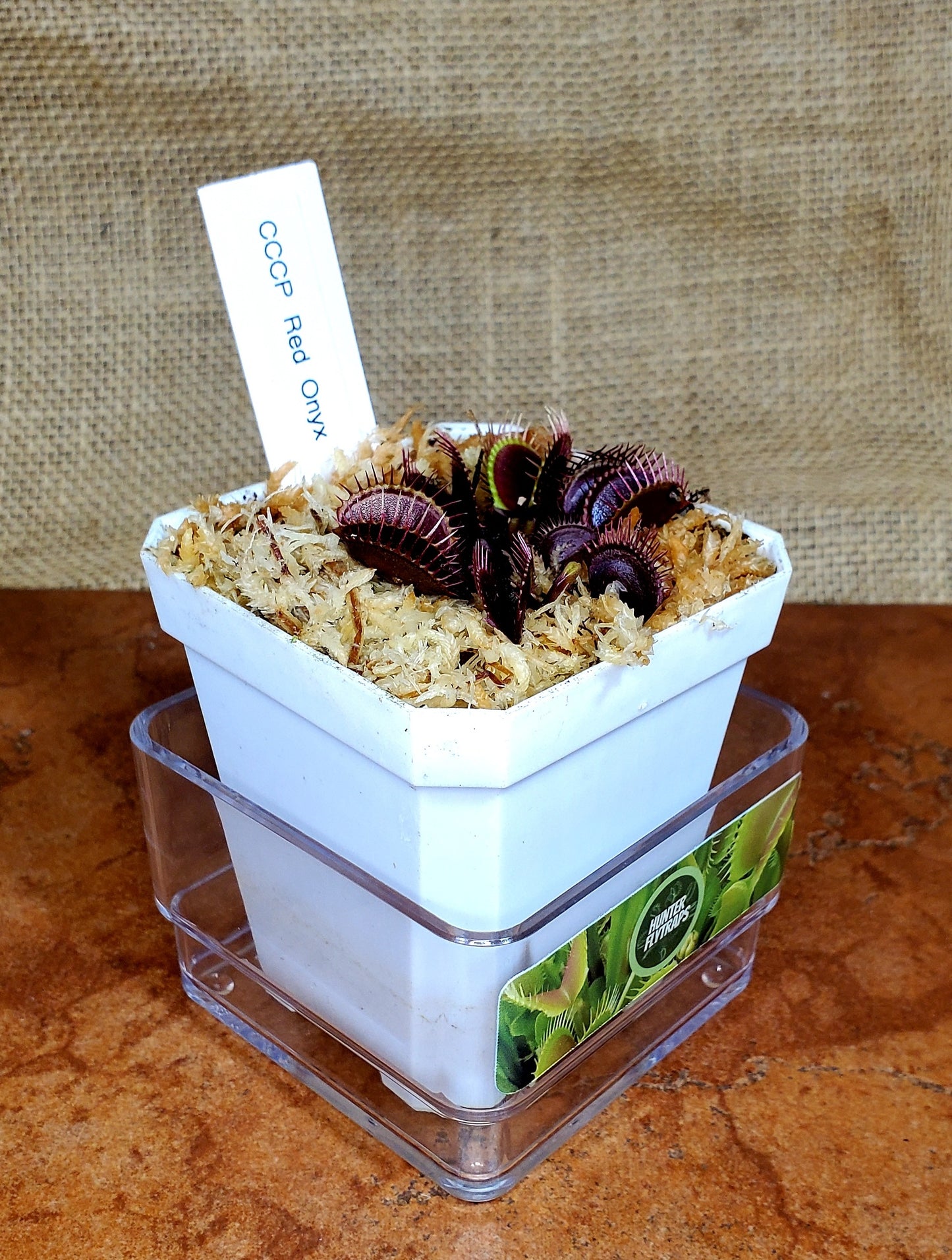 CCCP Red Onyx - Venus Flytrap Carnivorous Plant