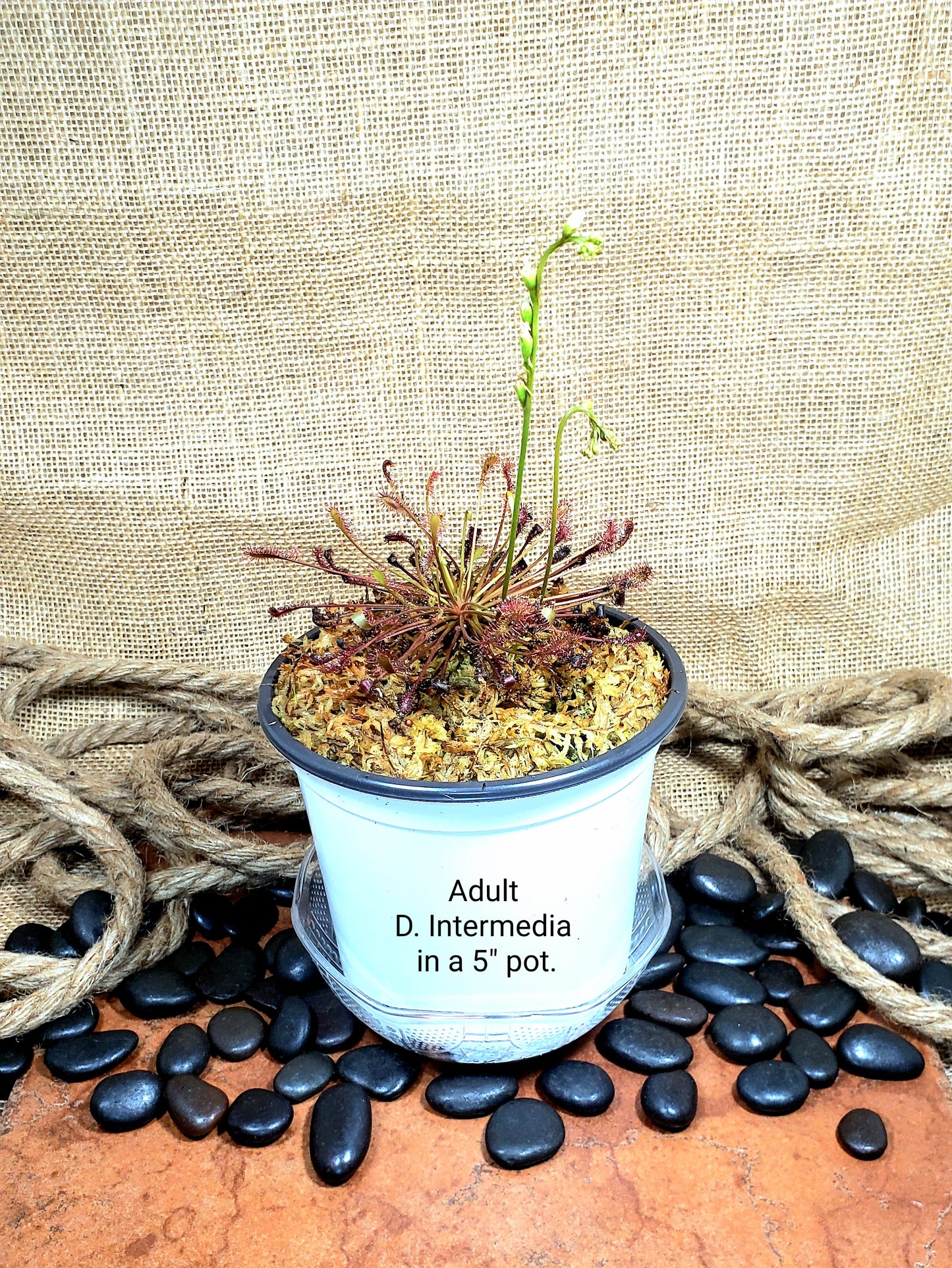 Drosera Intermedia Sundew Carnivorous Plant