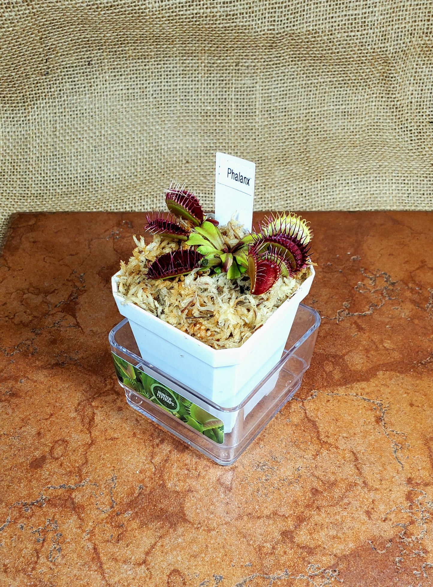 Phalanx - Venus Flytrap Carnivorous Plant
