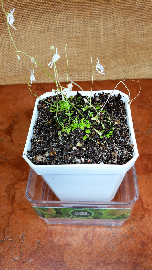 Bladderwort Utricularia Sandersonii - Carnivorous Plant