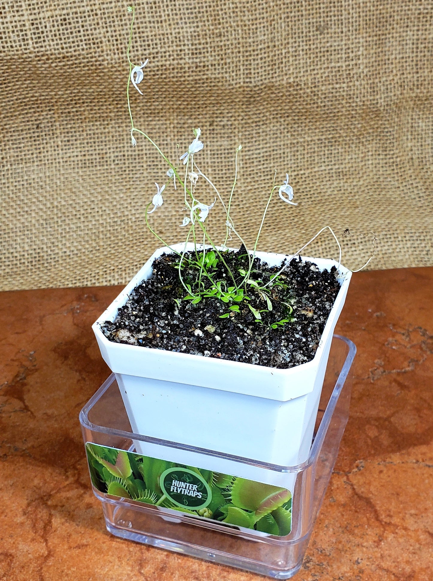 Bladderwort Utricularia Sandersonii - Carnivorous Plant