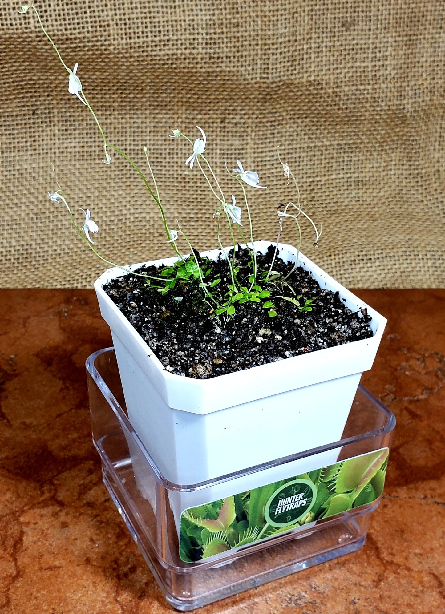 Bladderwort Utricularia Sandersonii - Carnivorous Plant