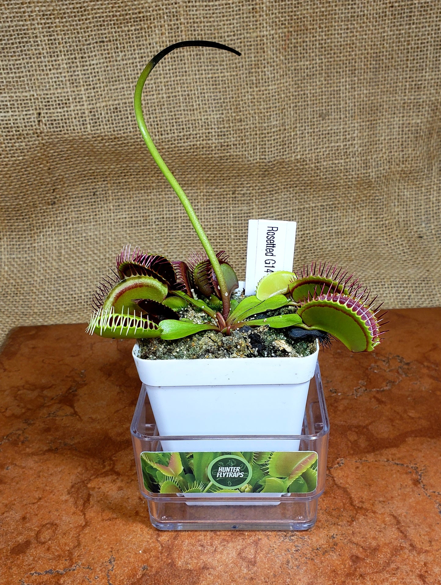 G14 Rosetted- Venus Flytrap Carnivorous Plant