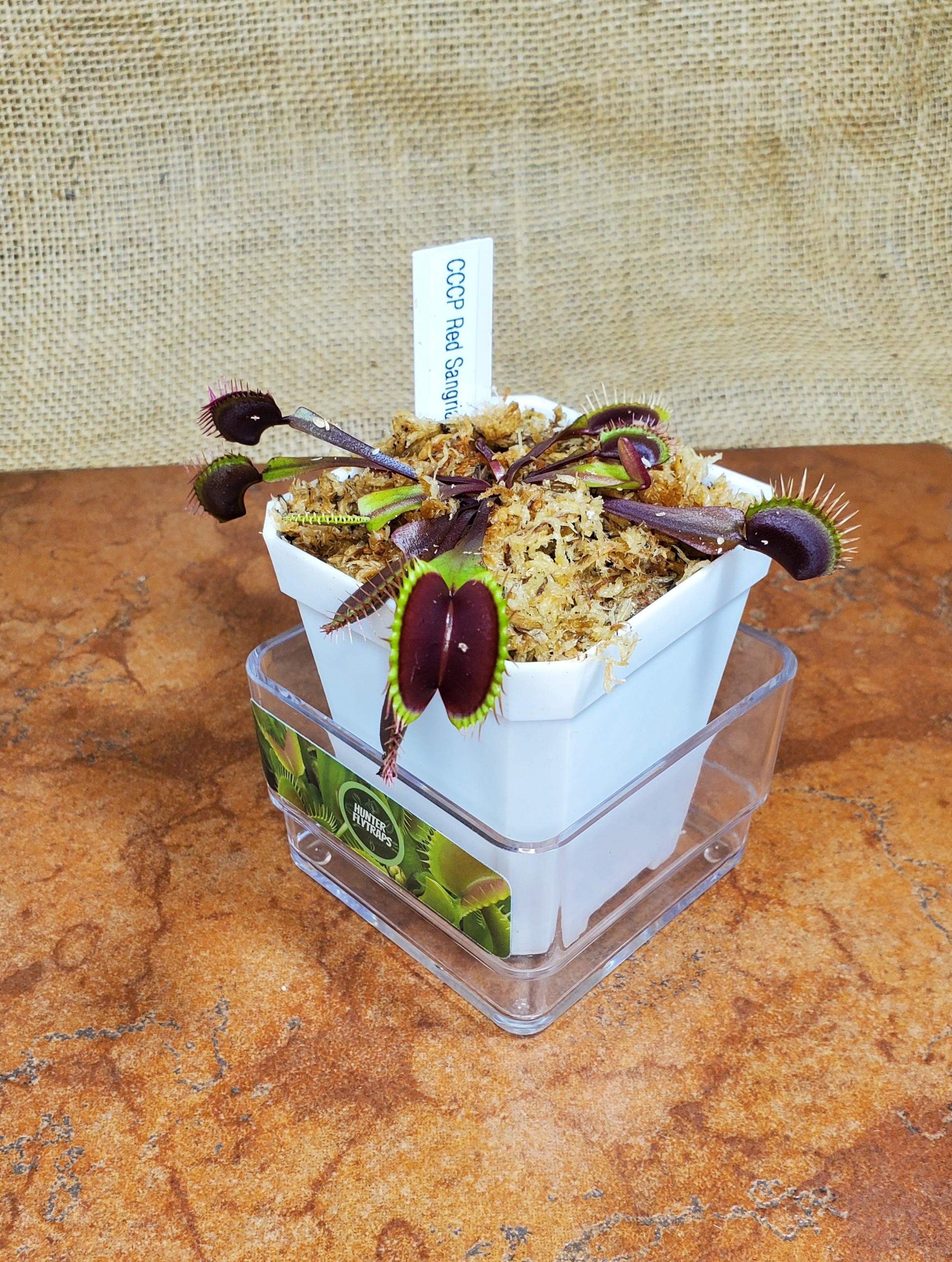 CCCP Red Sangria - Venus Flytrap Carnivorous Plant – Hunter Flytraps