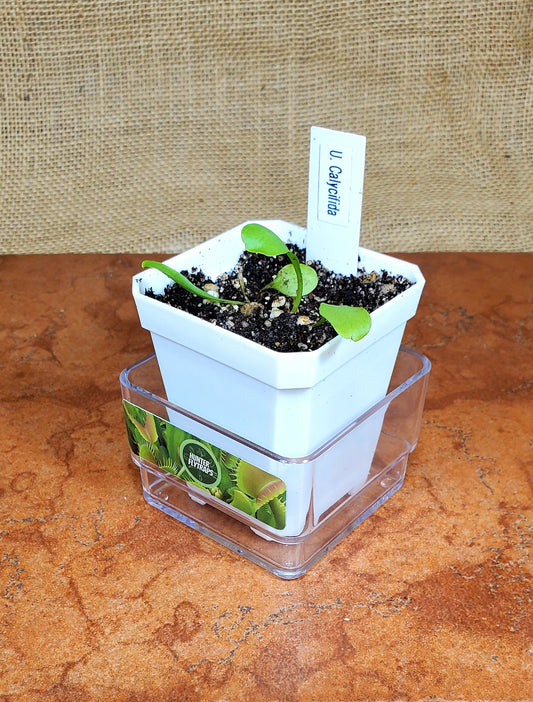 Bladderwort Utricularia Calycifida - Carnivorous Plant