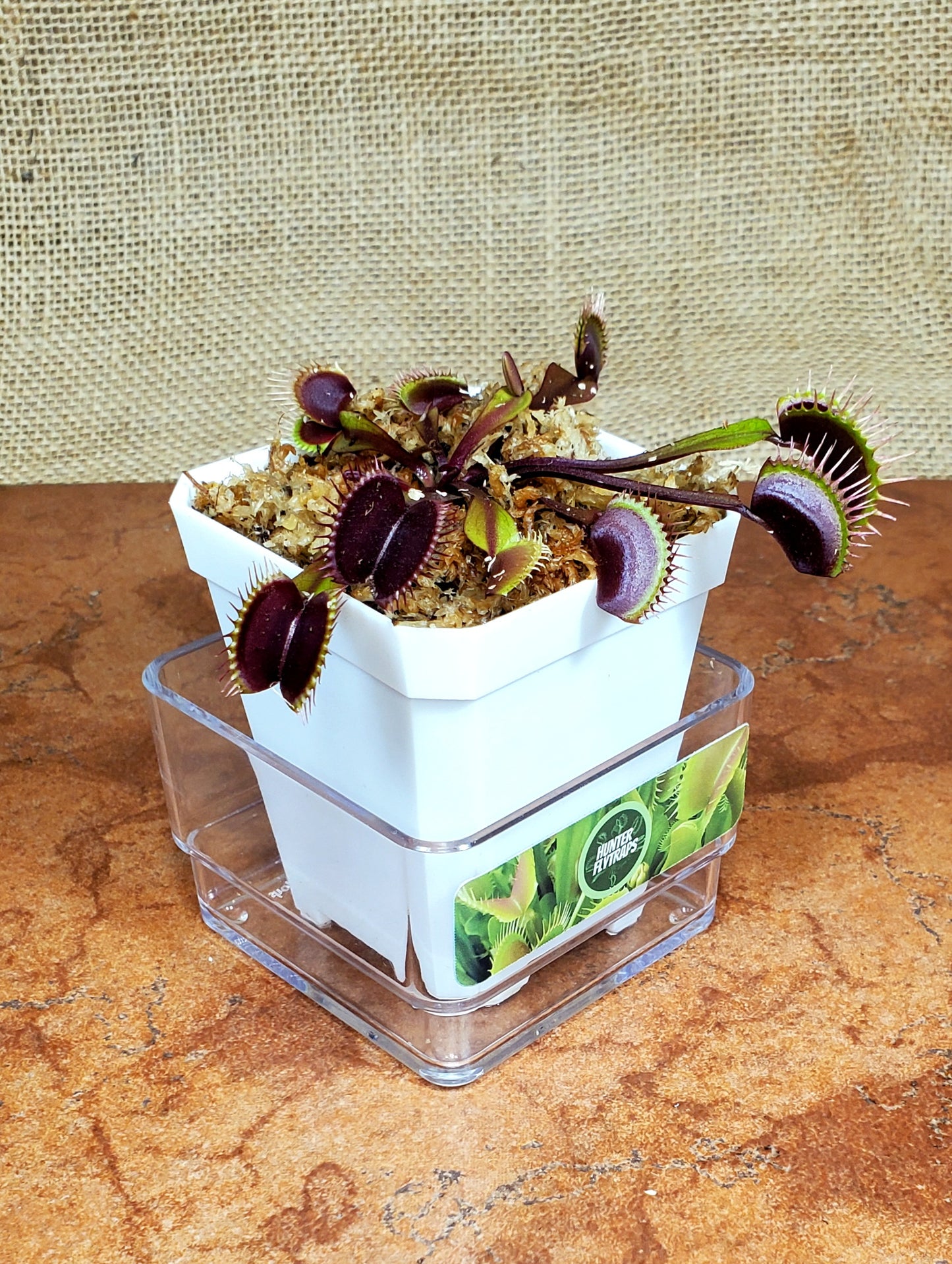 CCCP Red Sangria - Venus Flytrap Carnivorous Plant