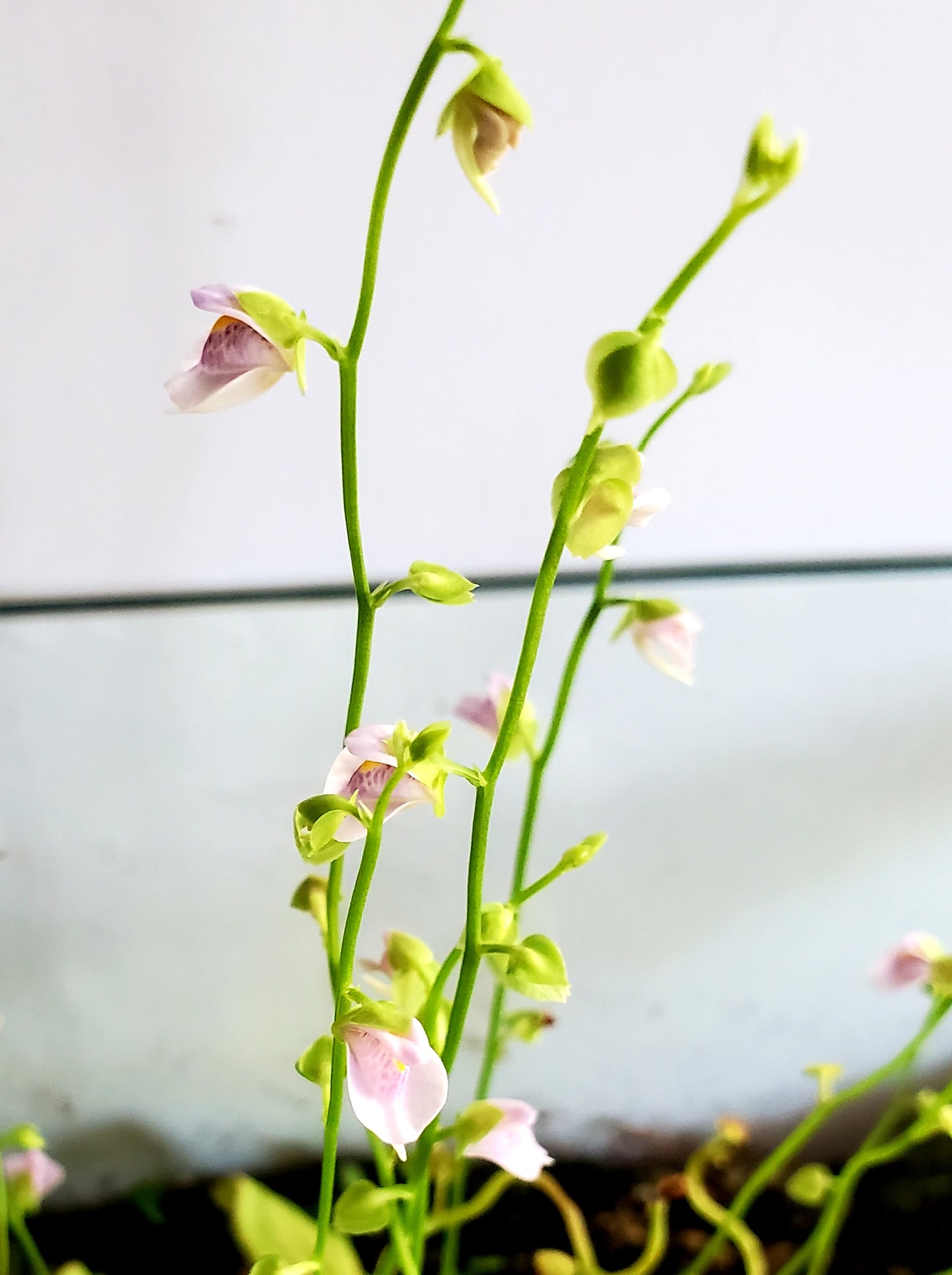Bladderwort Utricularia Calycifida - Carnivorous Plant