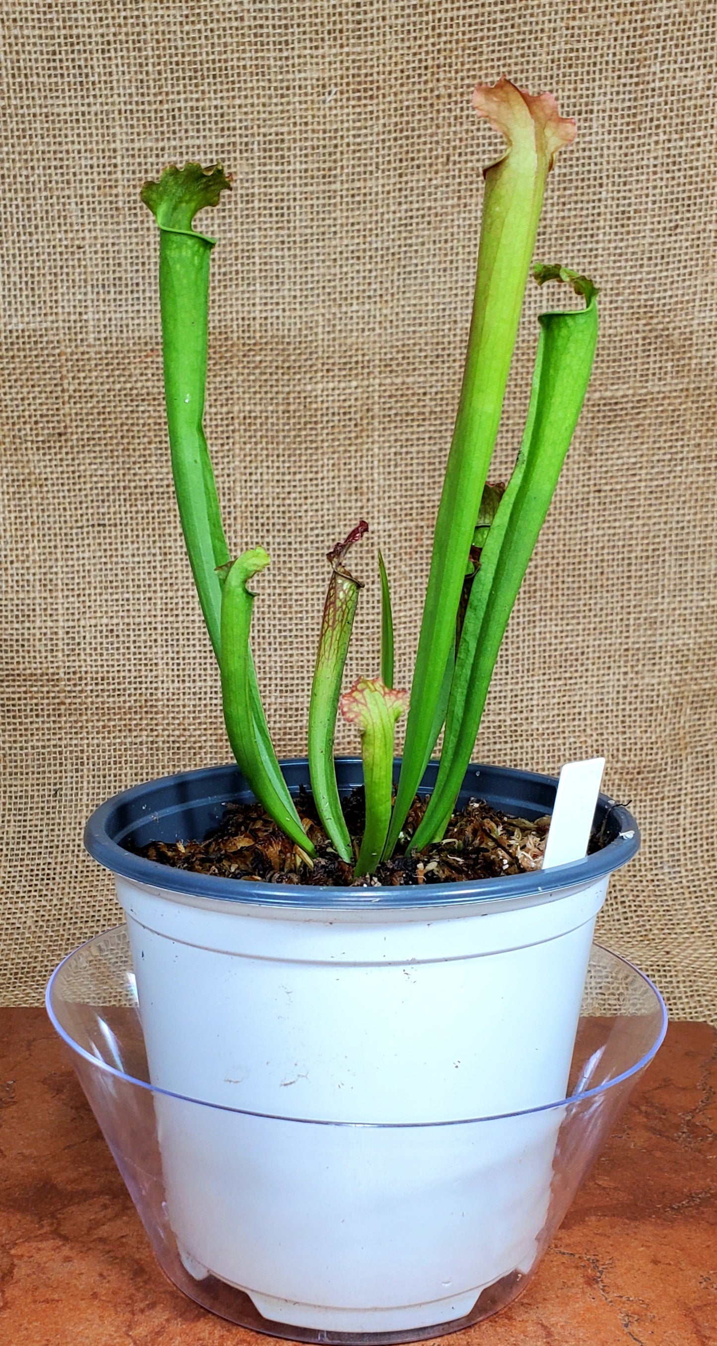 Pitcher Plant - Sarracenia Farnhamii Carnivorous Live Plant