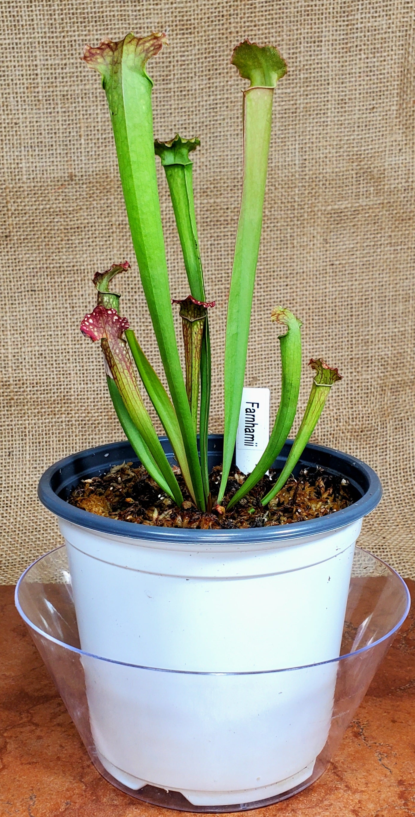 Pitcher Plant - Sarracenia Farnhamii Carnivorous Live Plant