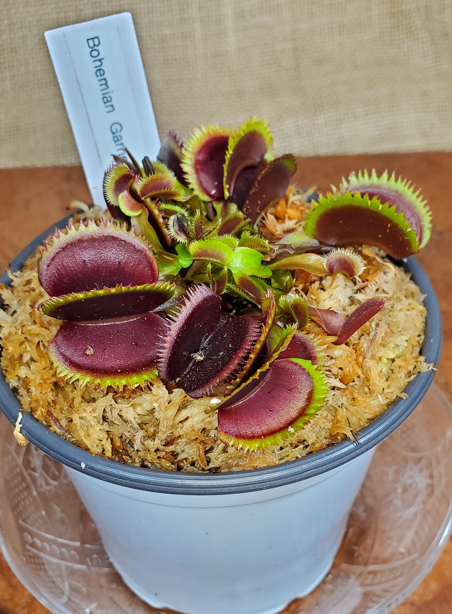 Bohemian Garnet - Venus Flytrap Carnivorous Plant