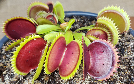Hunter Flytraps "Nibbler" Jaws x Jaws 2020 #1 - Venus Flytrap Carnivorous Plant