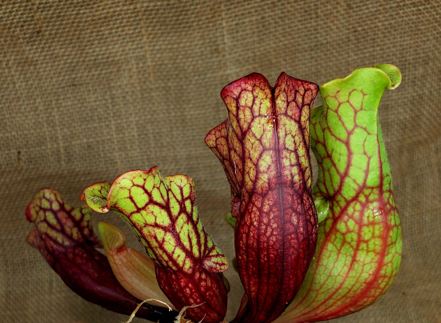 Sarracenia Purpurea Venosa Tattnall Co, GA 5" potted live plant zoomed in on pitchers 