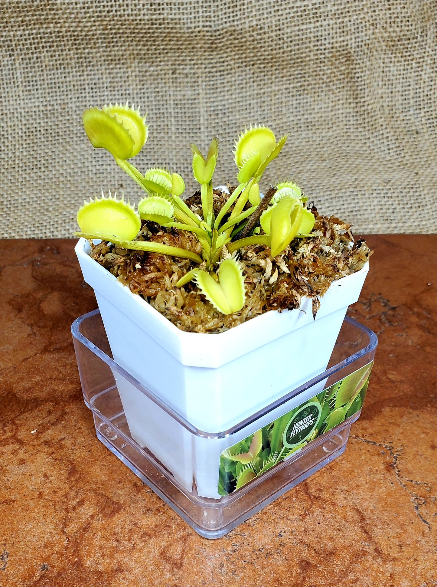CCCP Wolverine Venus Flytrap Carnivorous Plant