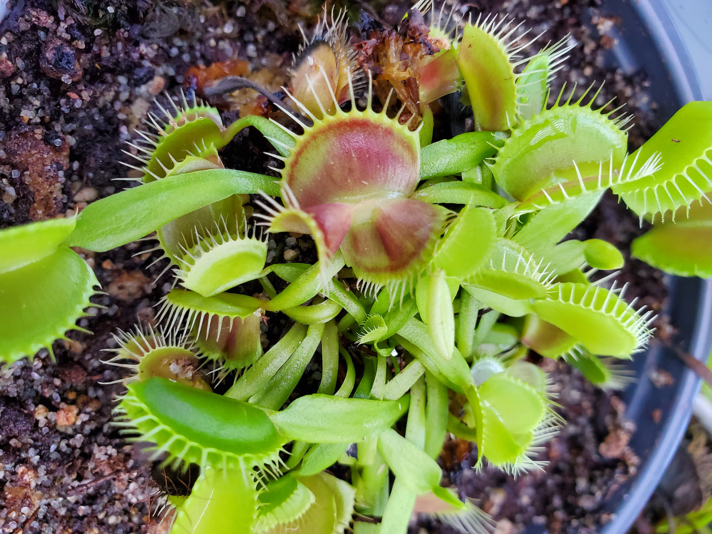 Mirror - Venus Flytrap Carnivorous Plant