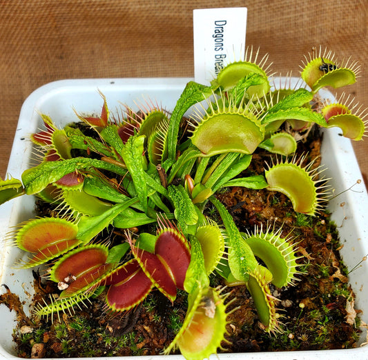 Dragon's Breath - Venus Flytrap Carnivorous Plant