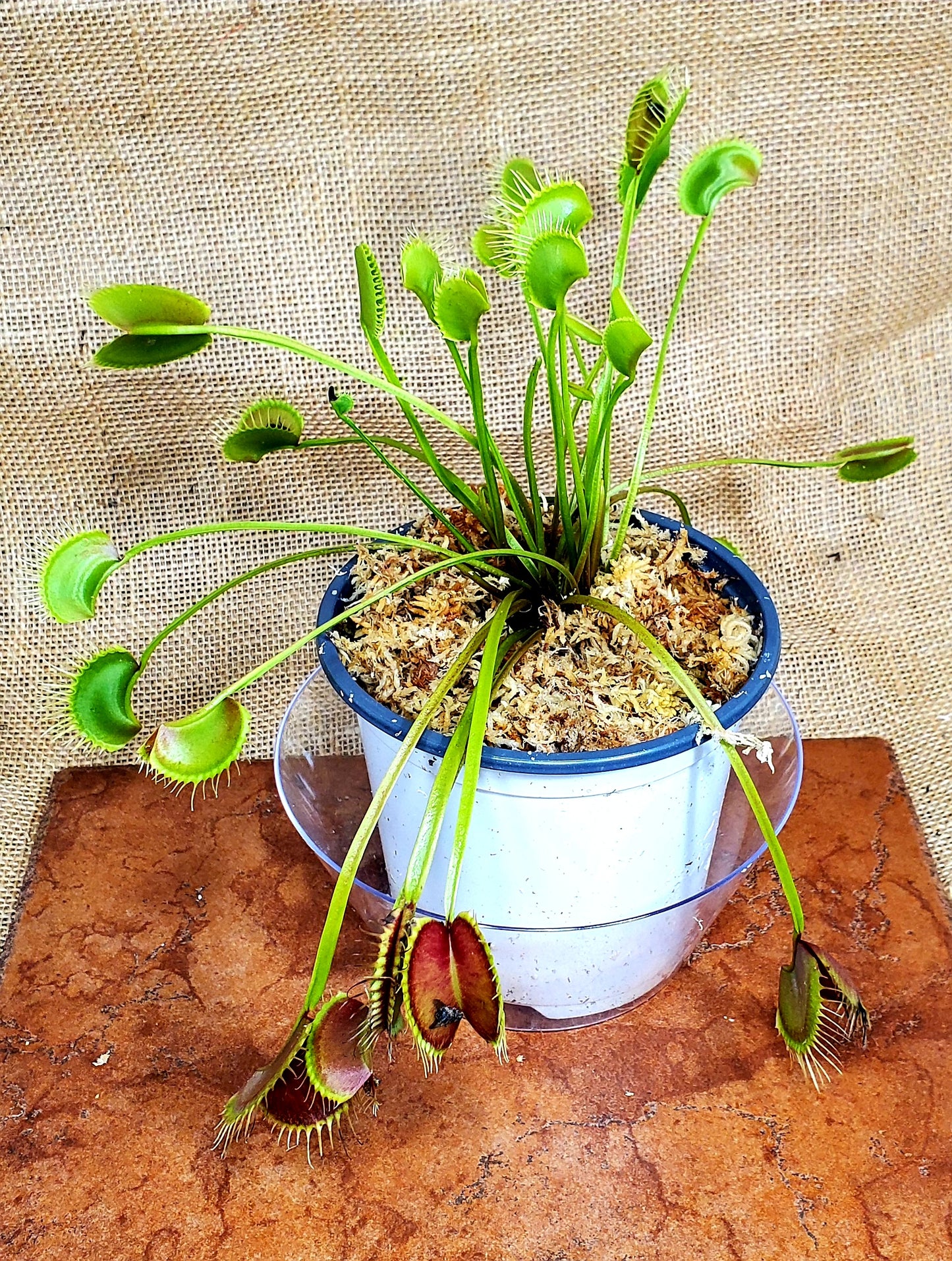 WIP Slim Snapper - Venus Flytrap Carnivorous Plant