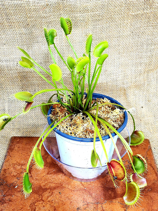 WIP Slim Snapper - Venus Flytrap Carnivorous Plant