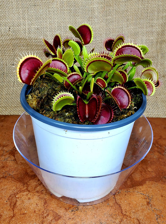 Hunter Flytraps B52 x Jaws 2020 #4 - Venus Flytrap Carnivorous Plant