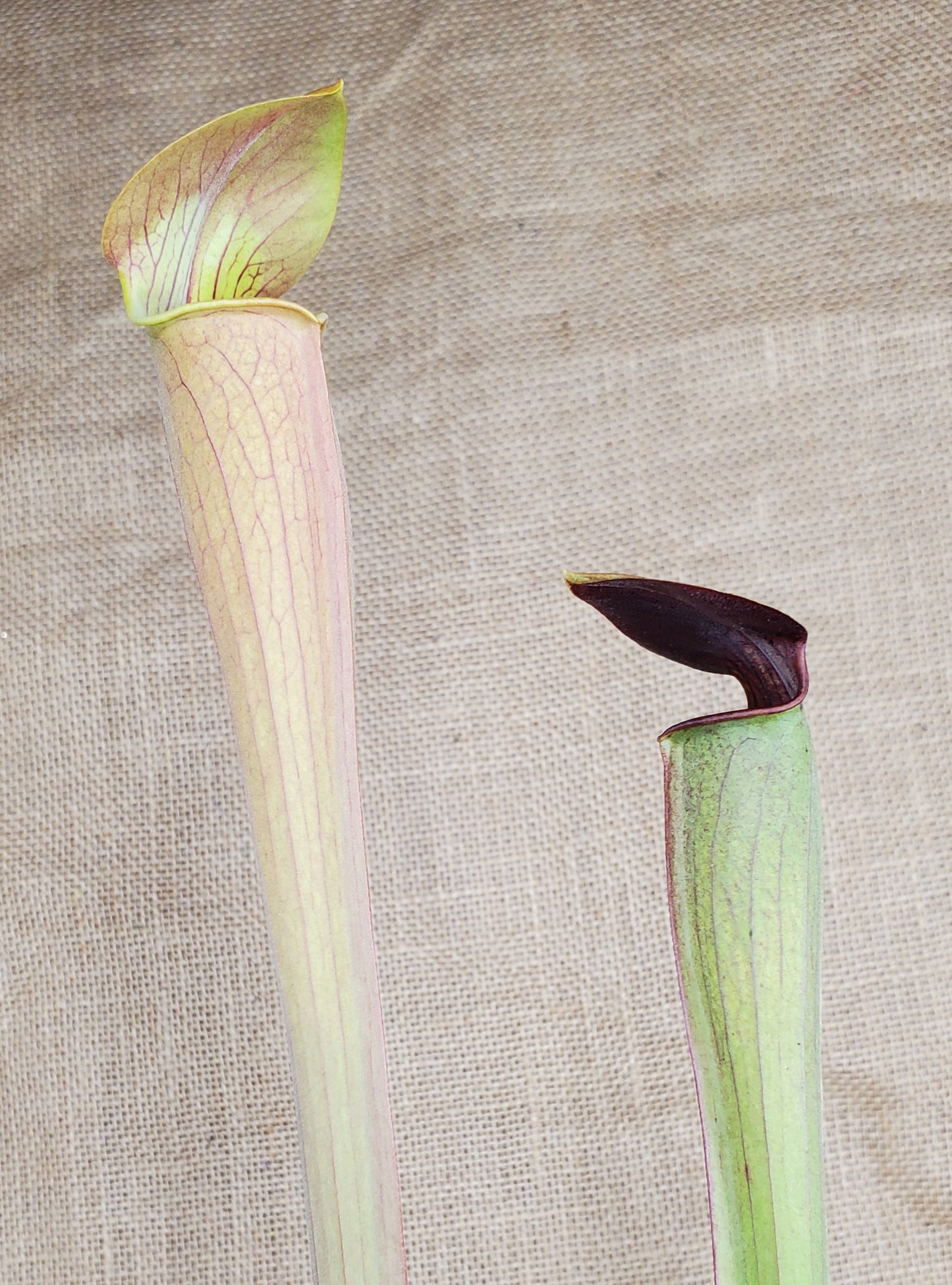 Pitcher Plant - Sarracenia Alata Dark Carnivorous Live Plant