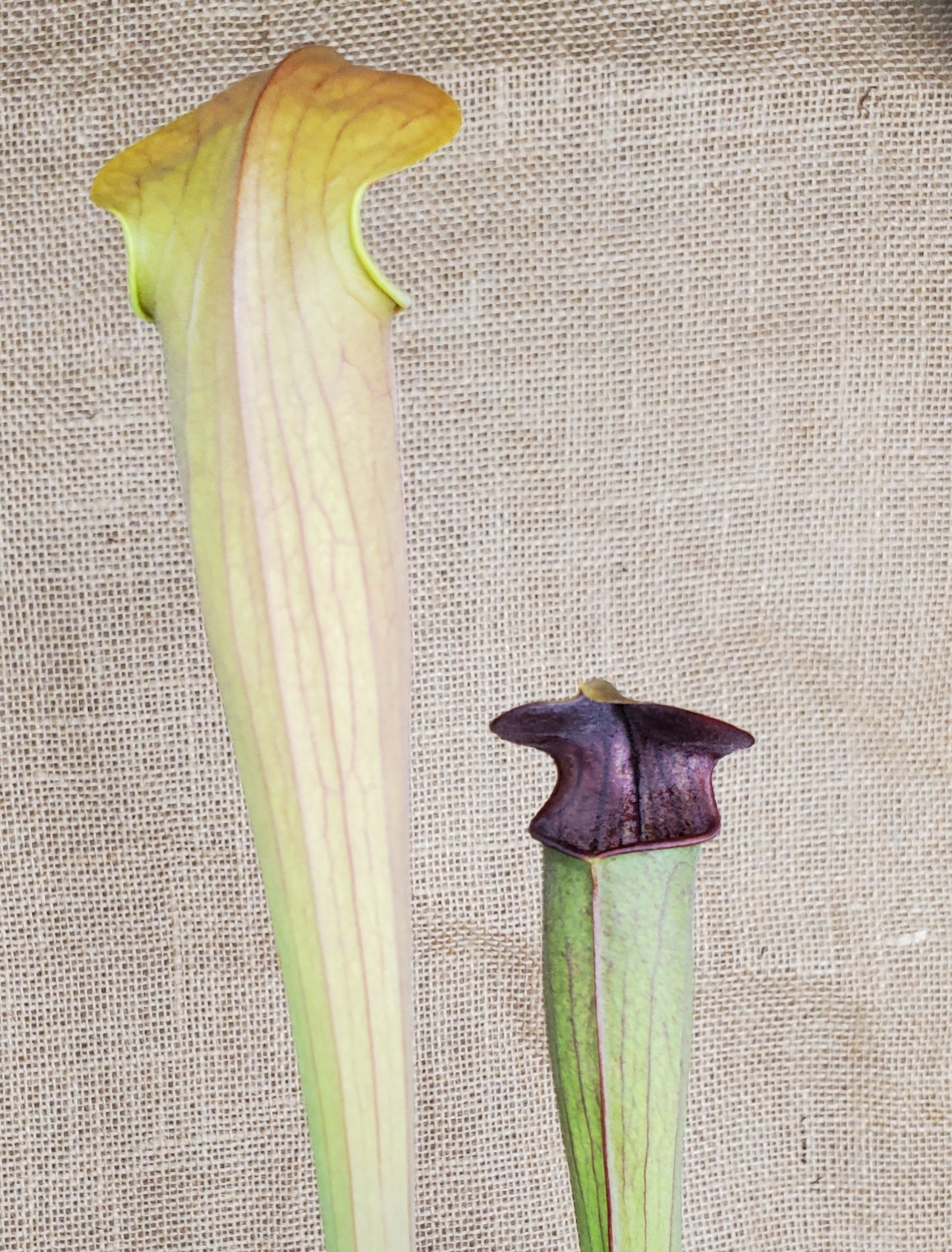 Pitcher Plant - Sarracenia Alata Dark Carnivorous Live Plant