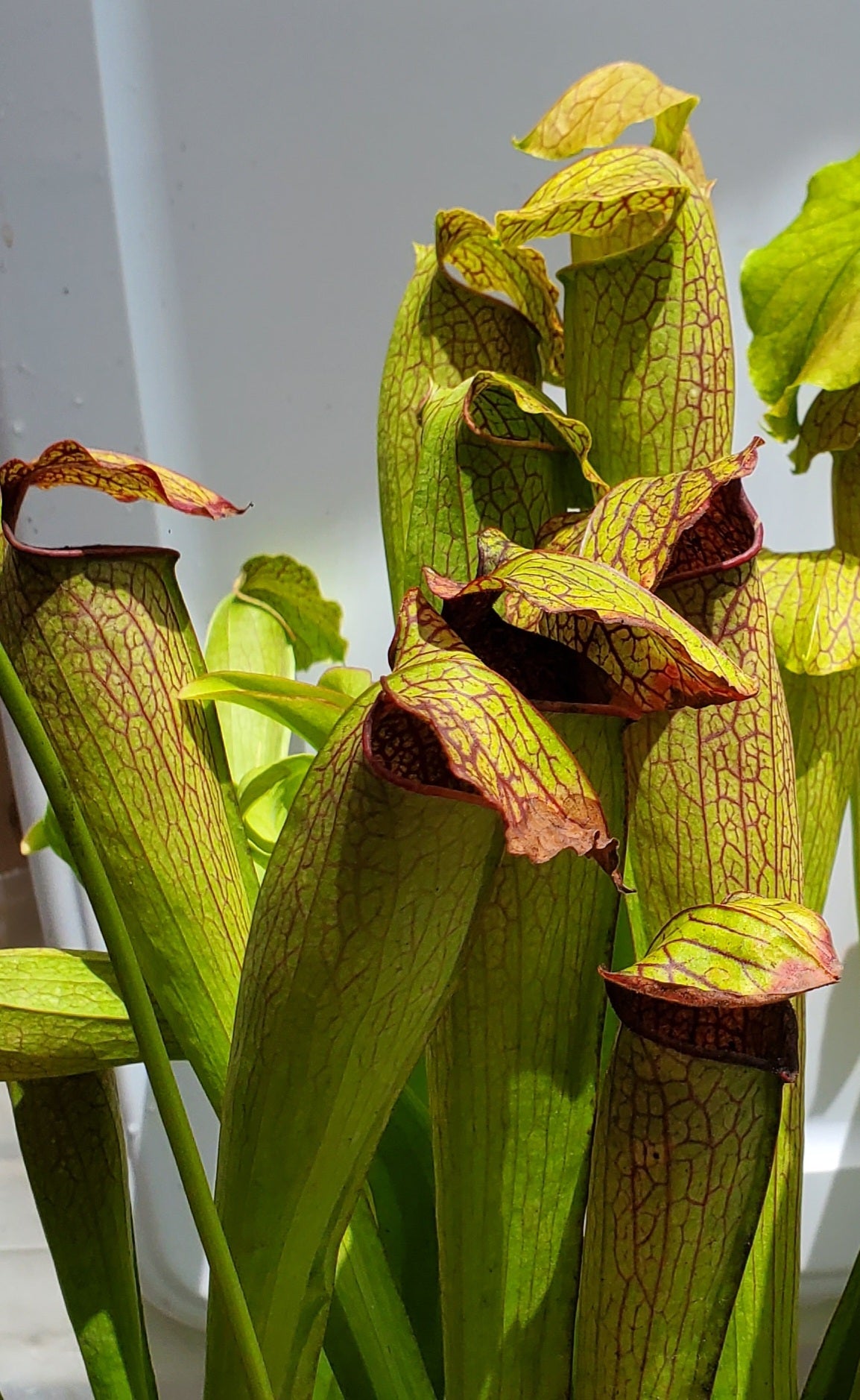 Pitcher Plant - Sarracenia x Red Vein Trumpet Carnivorous Live Plant