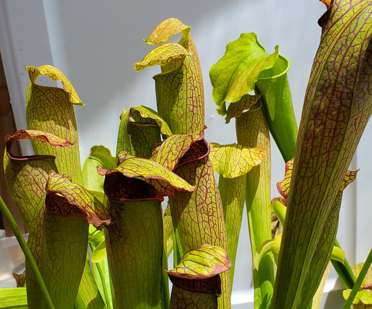 Pitcher Plant - Sarracenia x Red Vein Trumpet Carnivorous plant