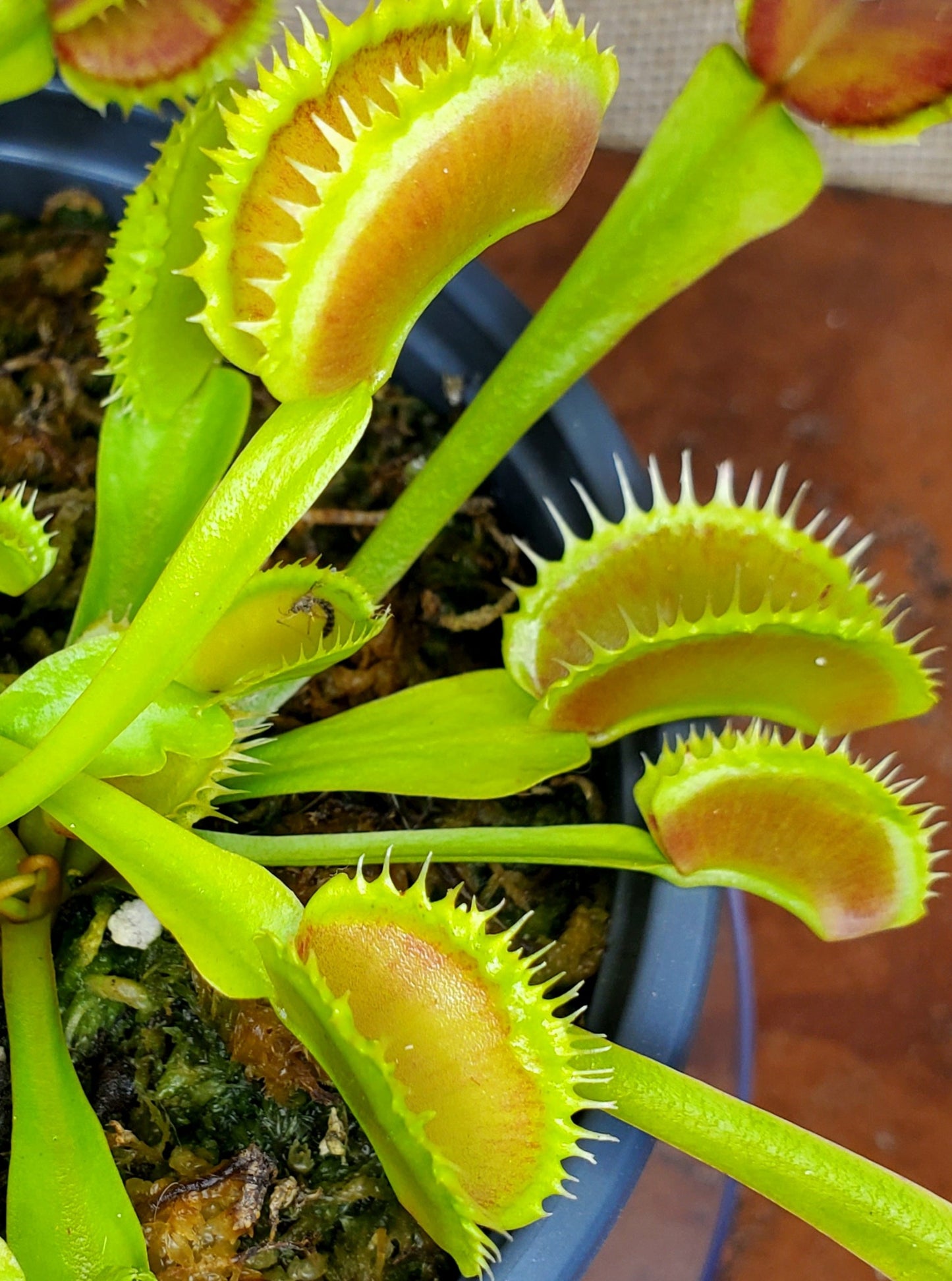 CCCP Toxic - Venus Flytrap Carnivorous Plant