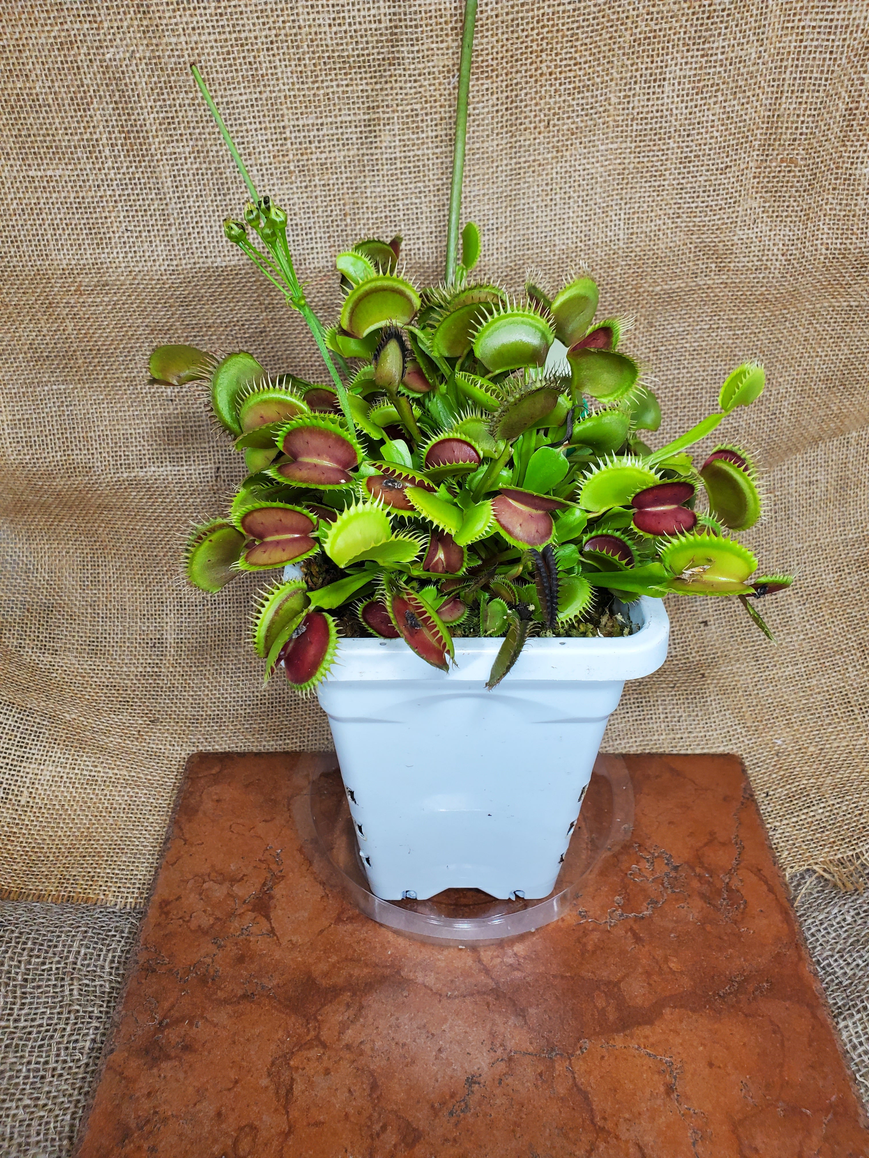 Hunter Flytraps B52 x Jaws 2020 #1 - Venus Flytrap Carnivorous Plant