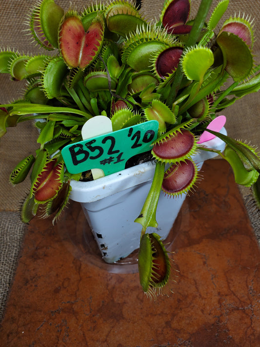 Hunter Flytraps B52 x Jaws 2020 #1 - Venus Flytrap Carnivorous Plant