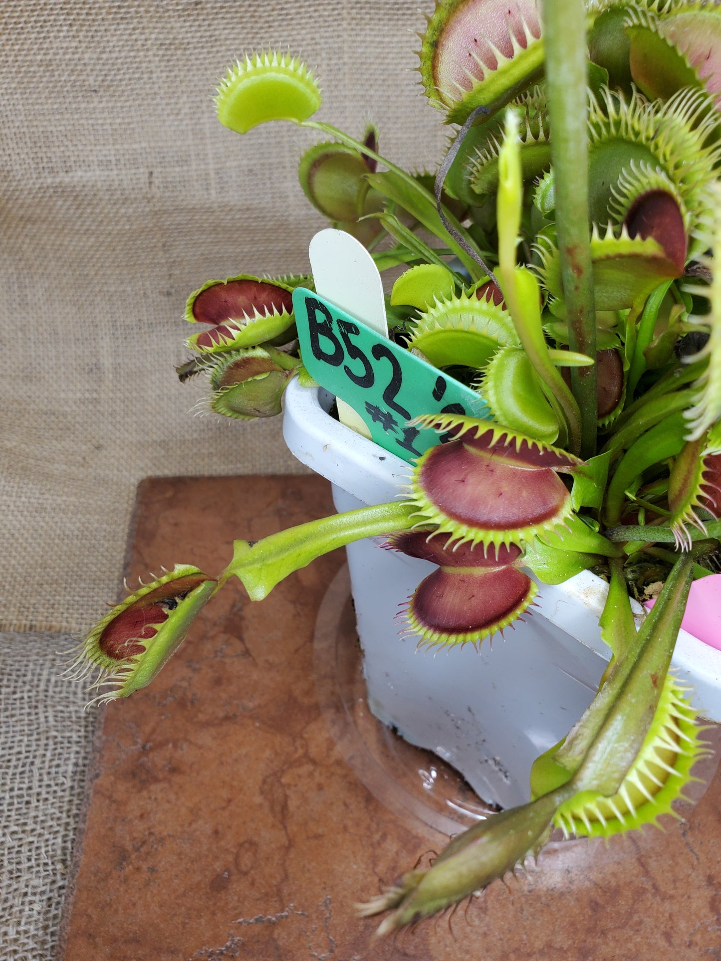 Hunter Flytraps B52 x Jaws 2020 #1 - Venus Flytrap Carnivorous Plant