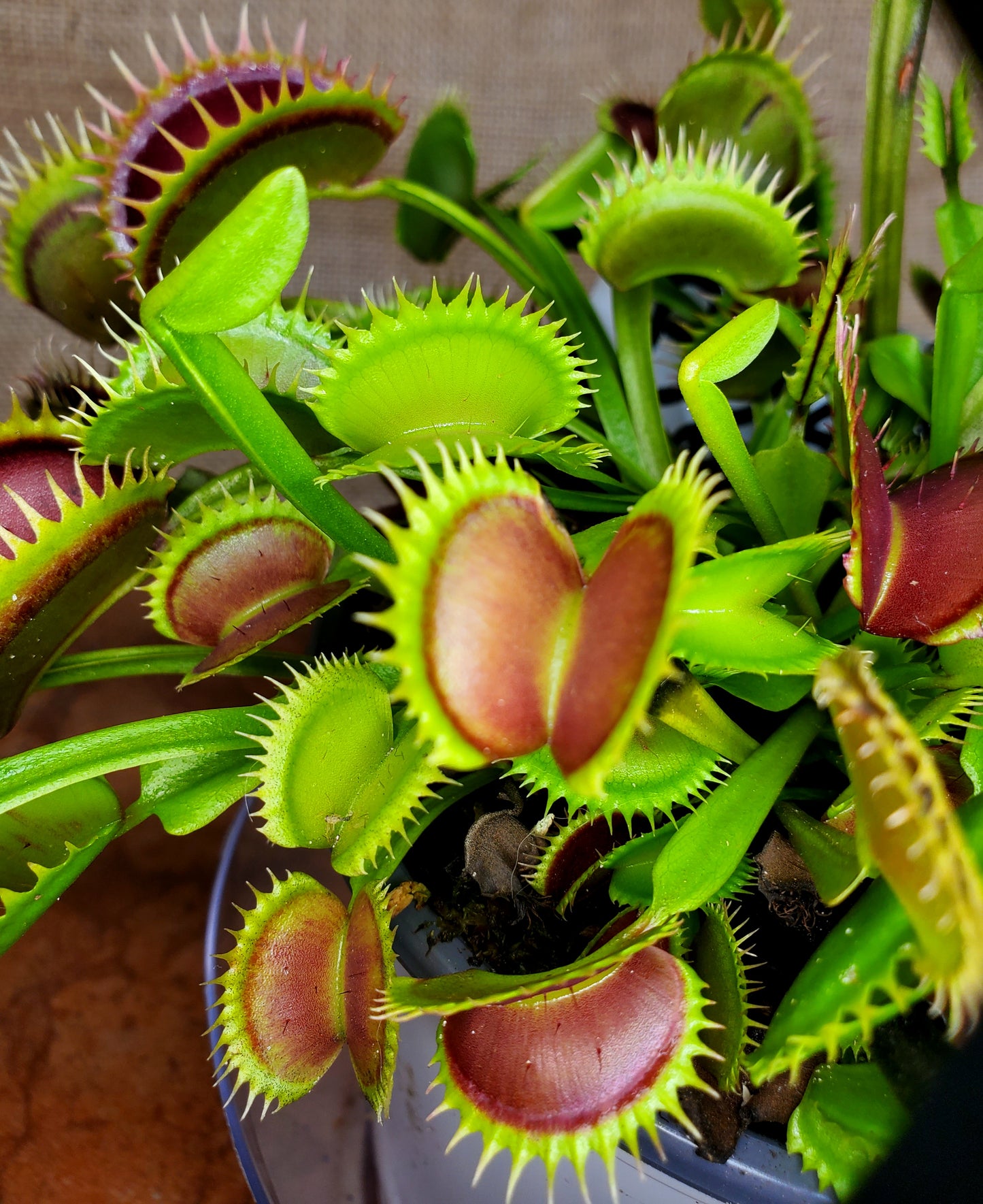 Hunter Flytraps B52 x Jaws 2020 #3 - Venus Flytrap Carnivorous Plant