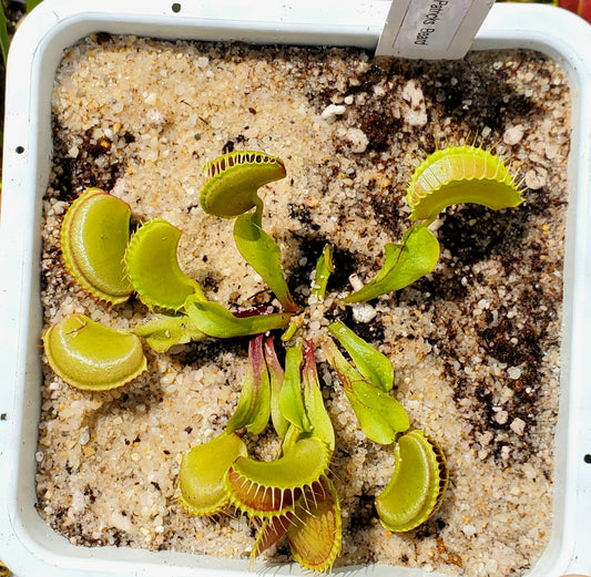 St. Patrick's Beard - Venus Flytrap Carnivorous Live Plant