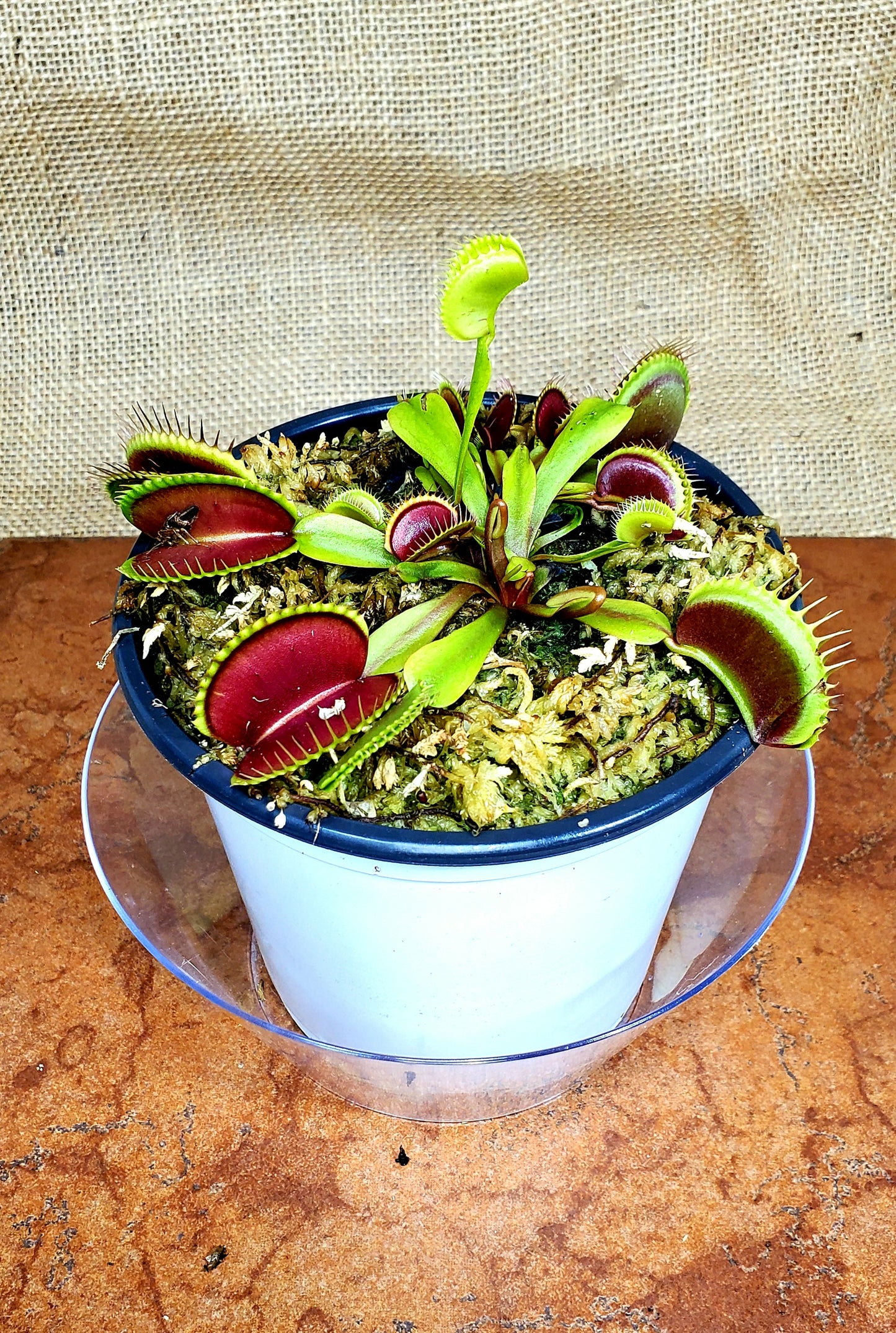 CCCP Maroon Monster x UK Sawtooth II - Venus Flytrap Carnivorous Plant
