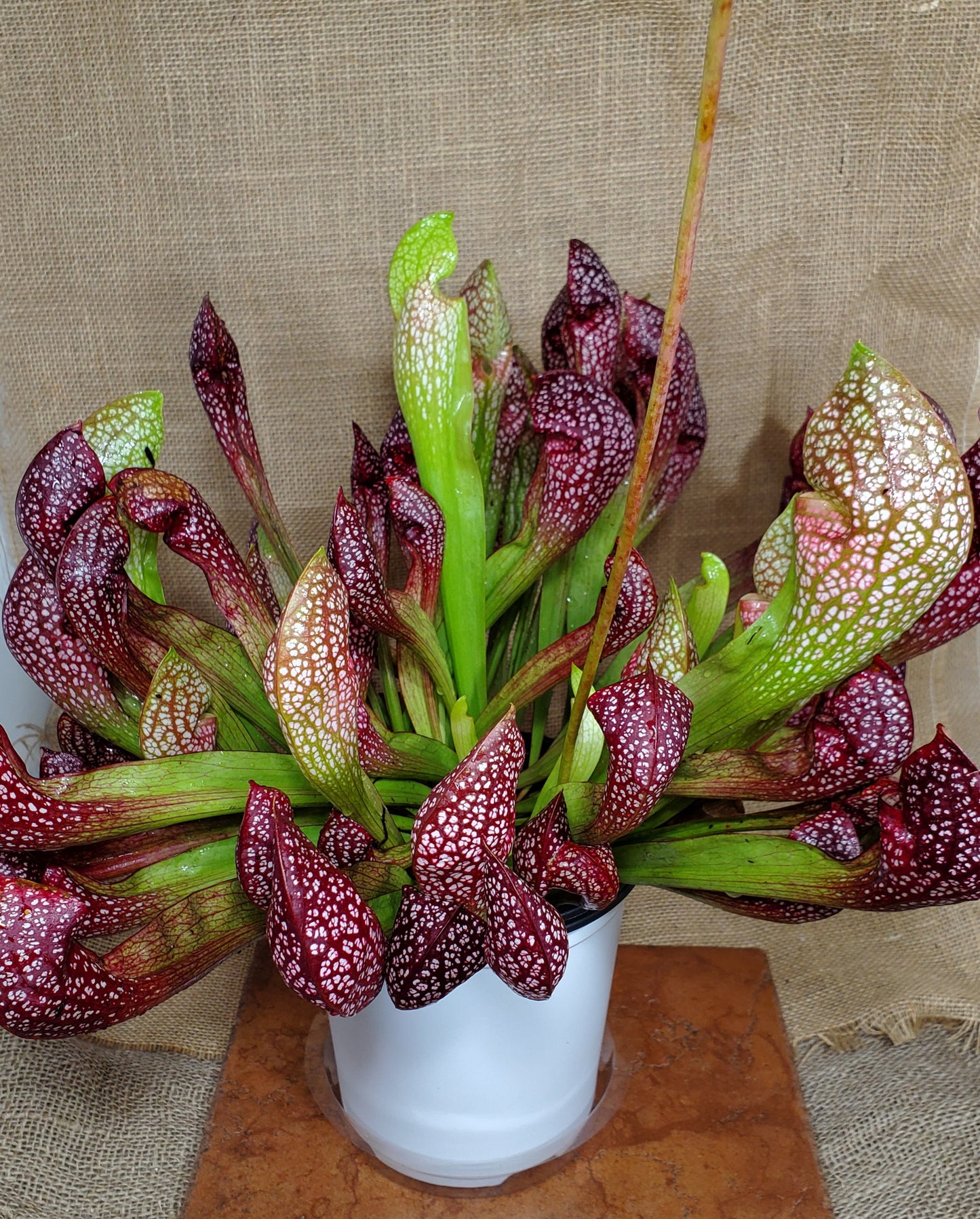 A group of Sarracenia Scarlet Belle pitcher plants with green leaves and red speckled patterns, arranged in a white container.