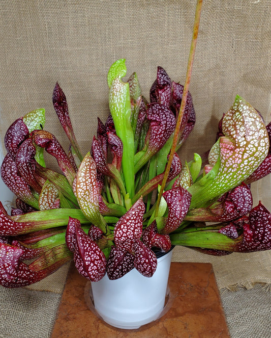 A group of Sarracenia Scarlet Belle pitcher plants with green leaves and red speckled patterns, arranged in a white container.