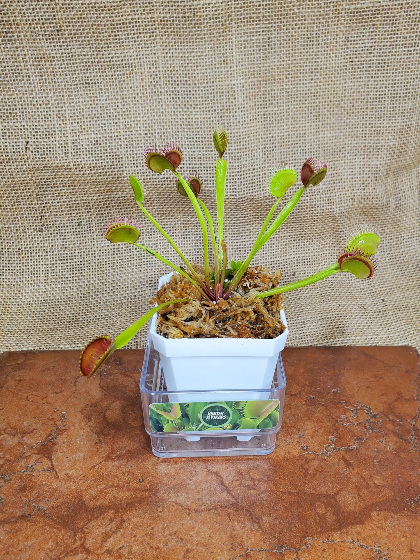 Common - Venus Flytrap Carnivorous Plant