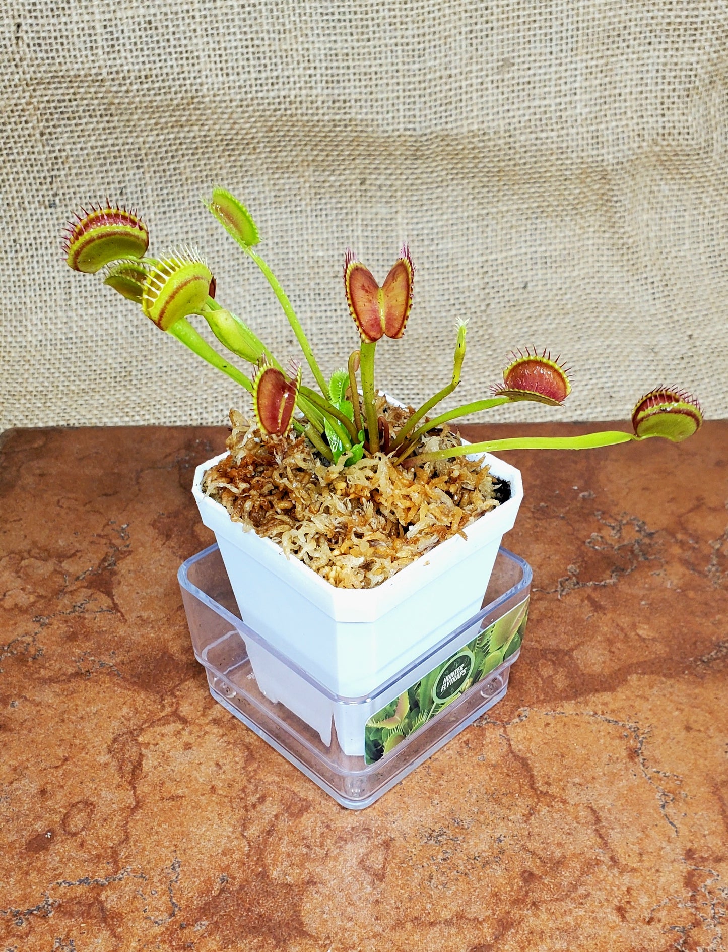 Common - Venus Flytrap Carnivorous Plant
