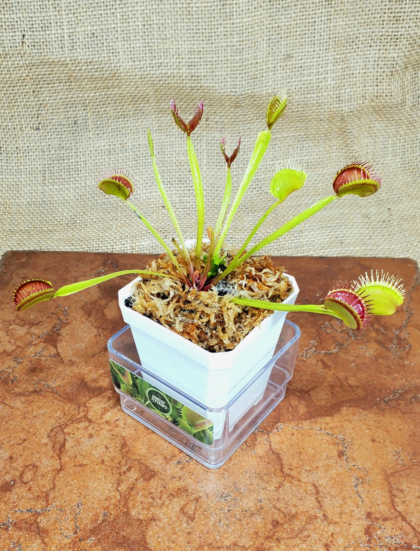 Common - Venus Flytrap Carnivorous Plant