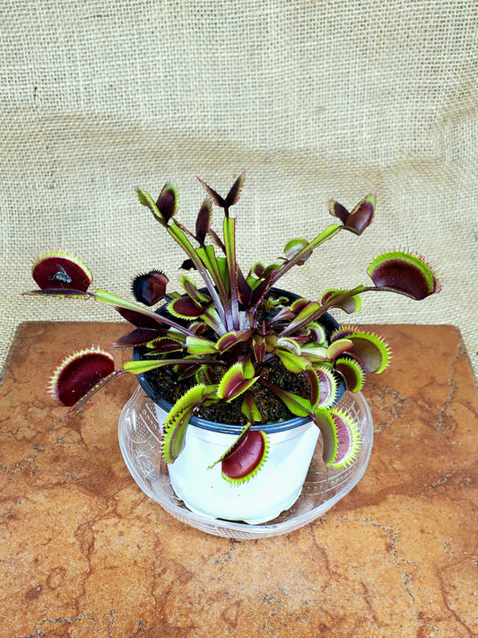 Red Piranha - Venus Flytrap Carnivorous Plant