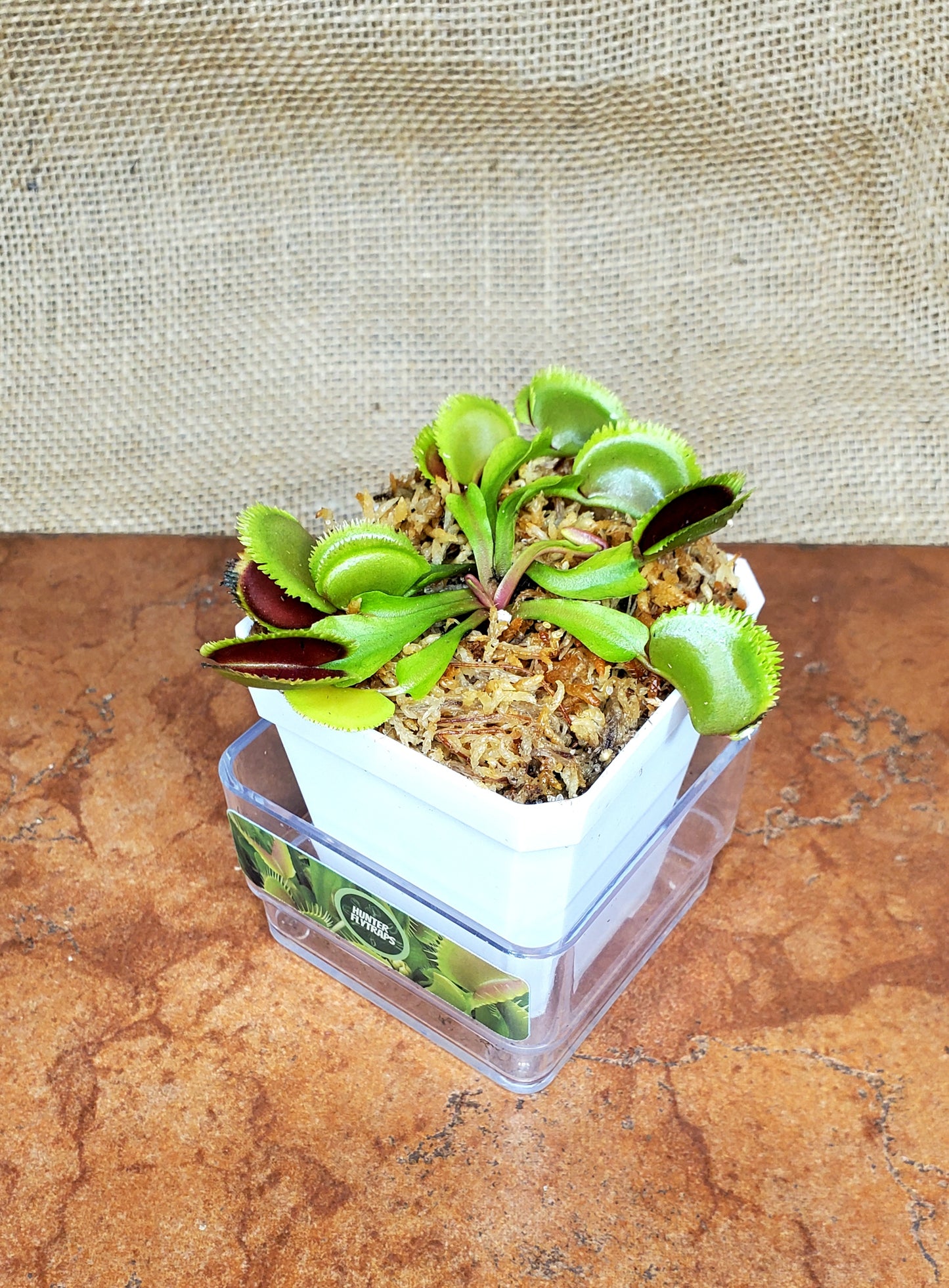 Guava Sawtooth - Venus Flytrap Carnivorous Plant