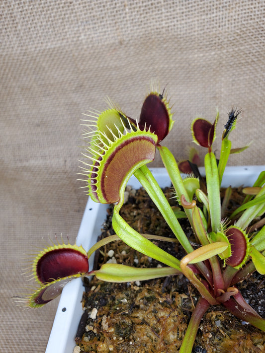 Hunter Flytraps Seedgrown Maroon Monster 2020 - Venus Flytrap Carnivorous Live Plant