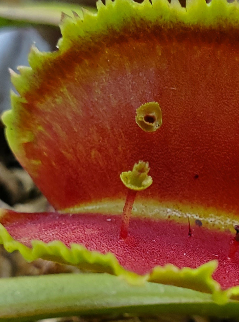 FTS Lunatic Fringe - Venus Flytrap Carnivorous Plant
