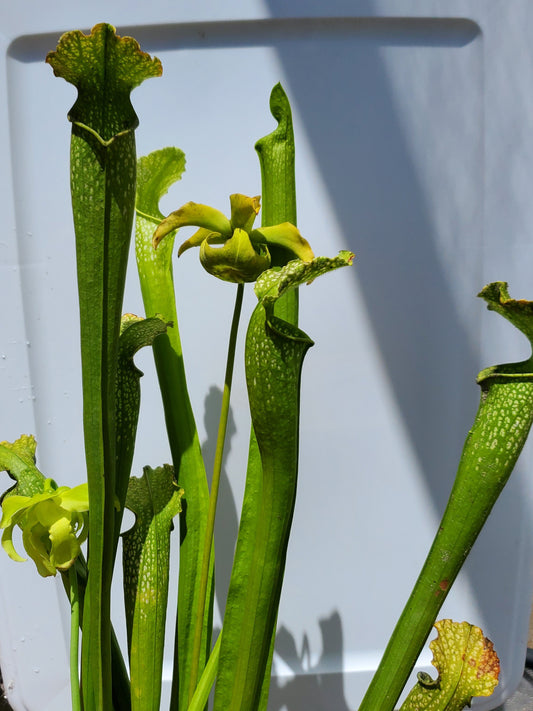 Pitcher Plant - Sarracenia AF Gulfensis x AF Leuco Carnivorous Live Plant