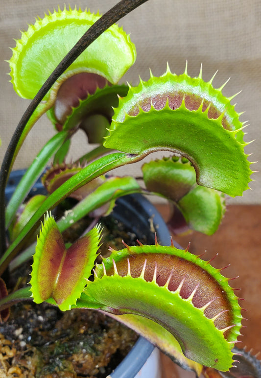FTS Arch Angel - Venus Flytrap Carnivorous Plant