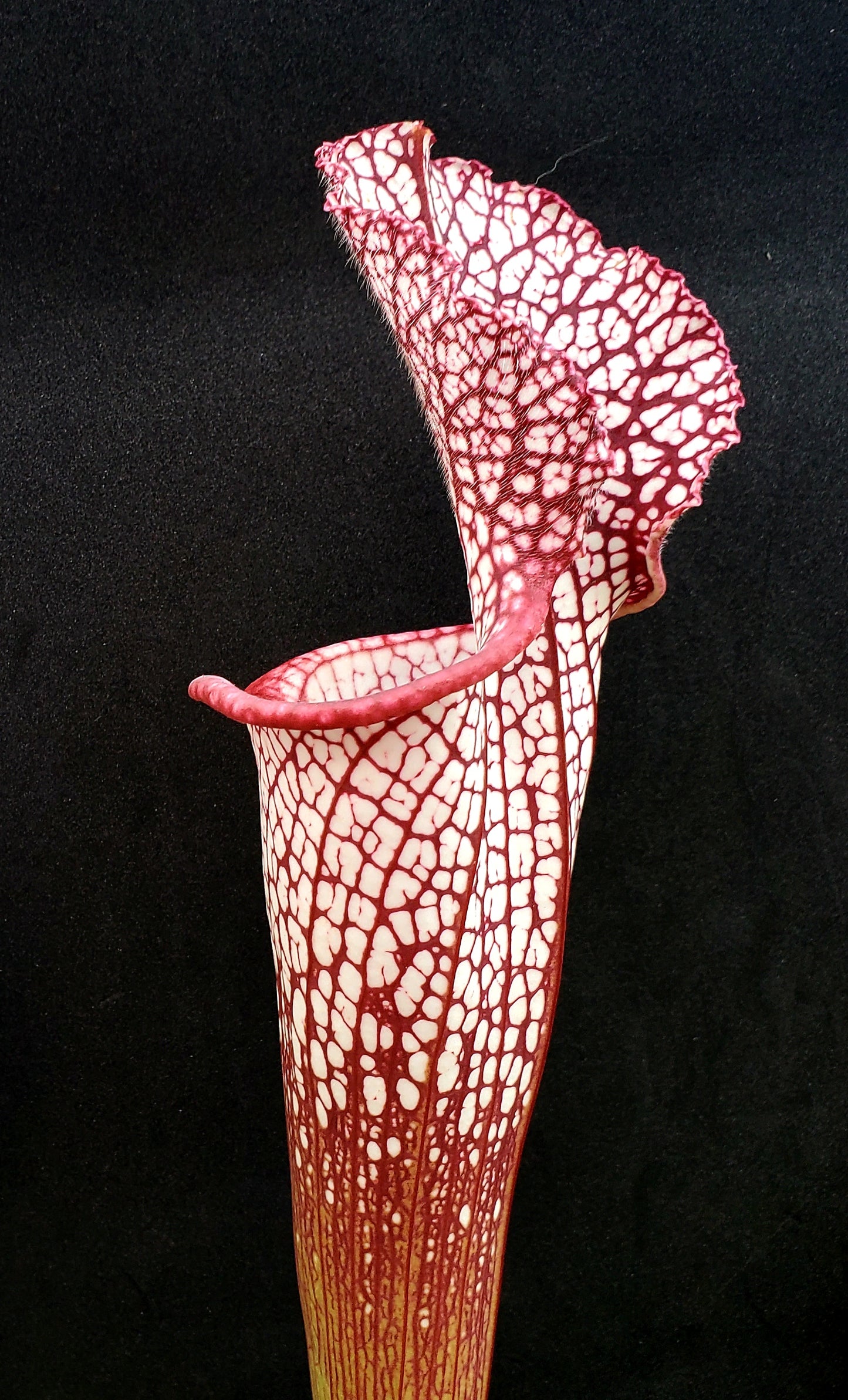 Pitcher Plant - Sarracenia Leucophylla Samson x Elvis Wilkerson Carnivorous Live Plant